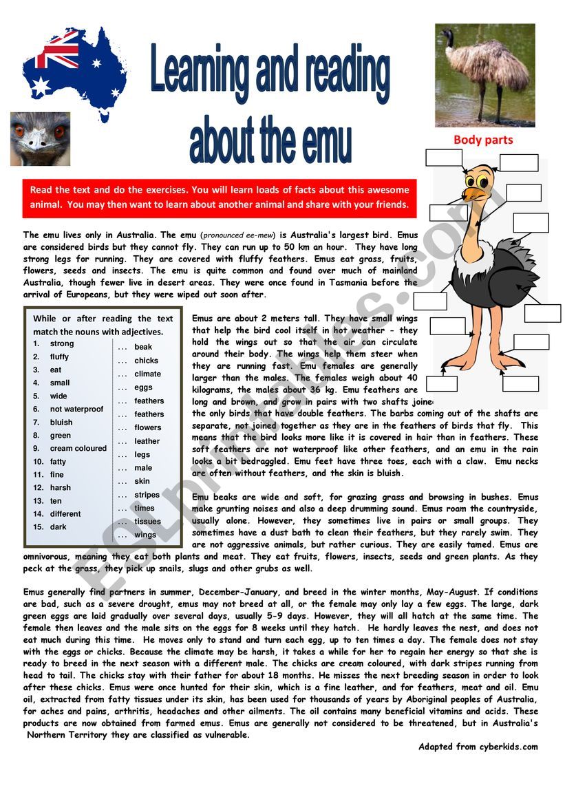 The emu lives in Australia. READING + questions + KEY