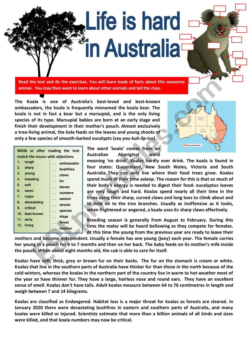 The koala lives in Australia. READING + questions + KEY