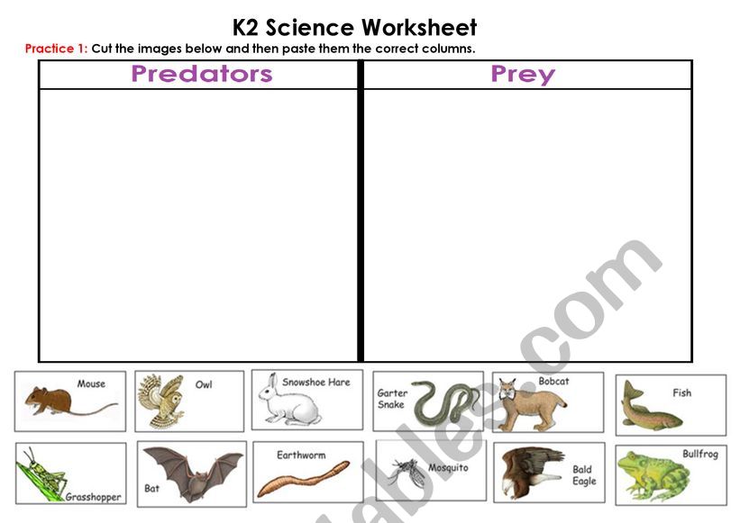 Predators and prey worksheet