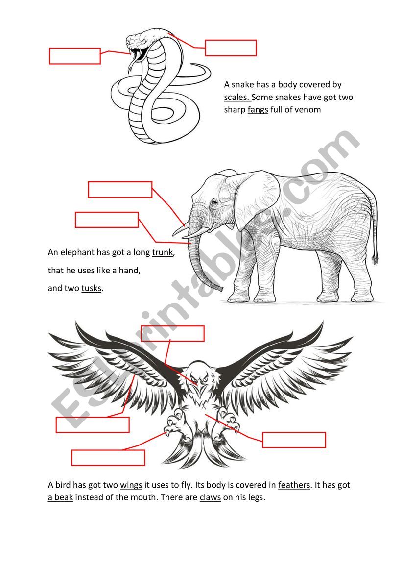 Animal - body parts worksheet