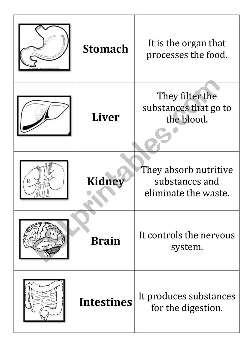 Human Body - Organs worksheet