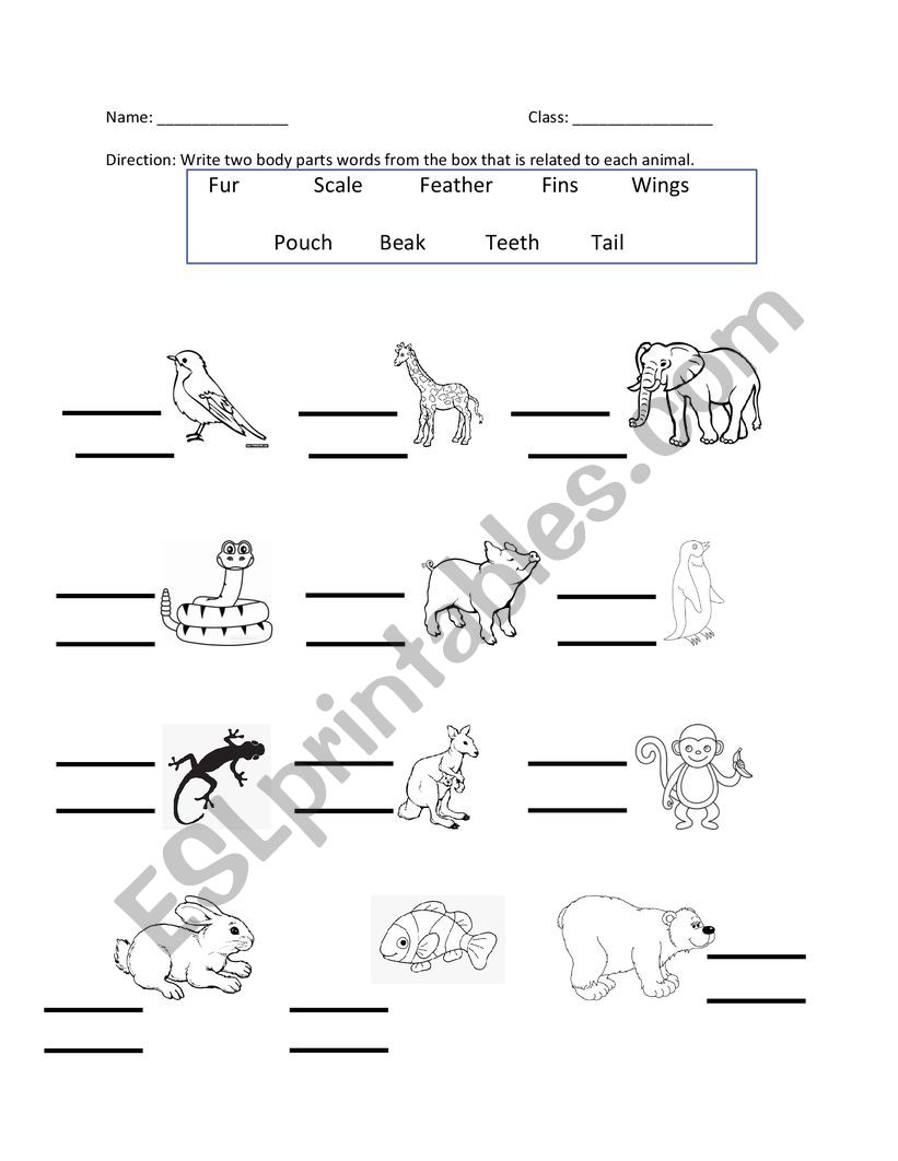 Animal Body Parts worksheet