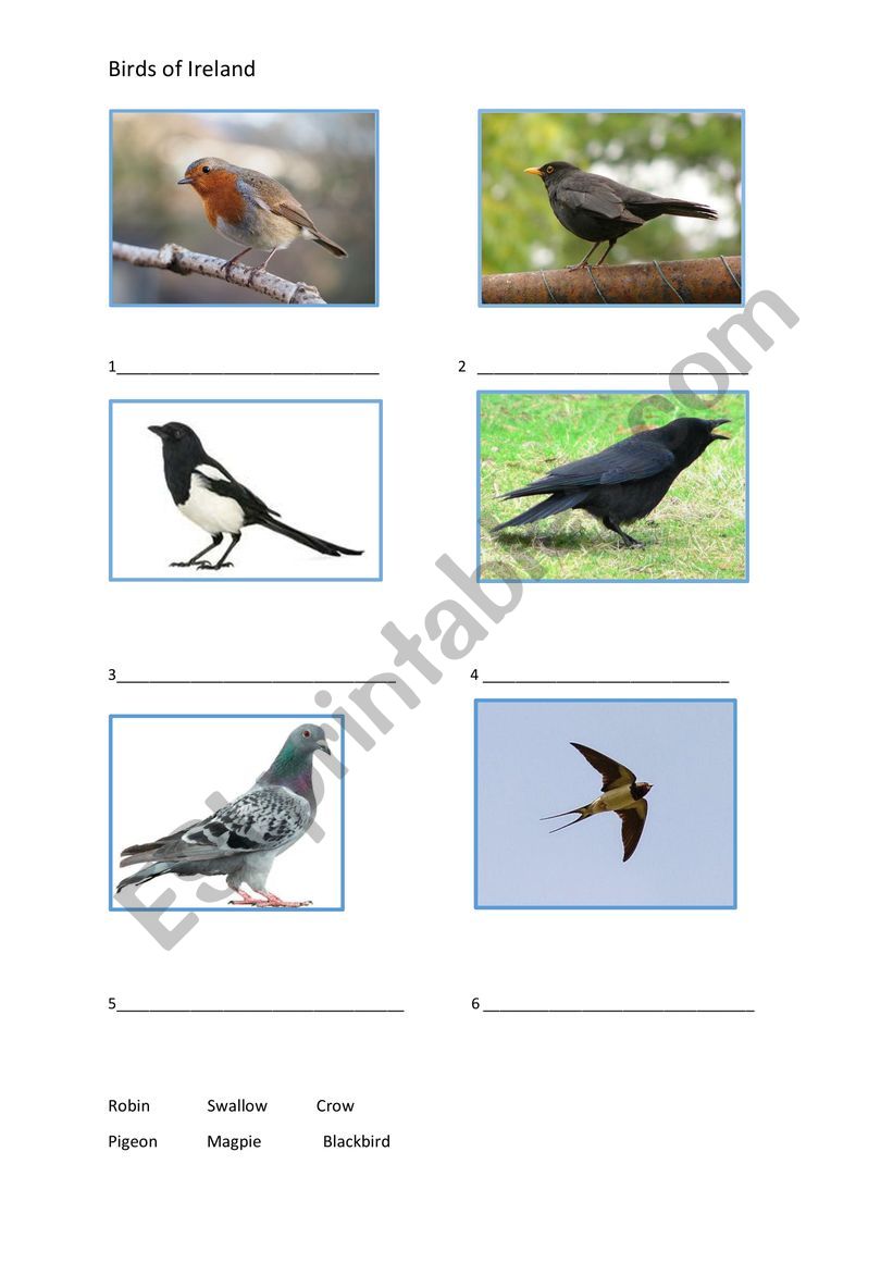 Birds of Ireland worksheet