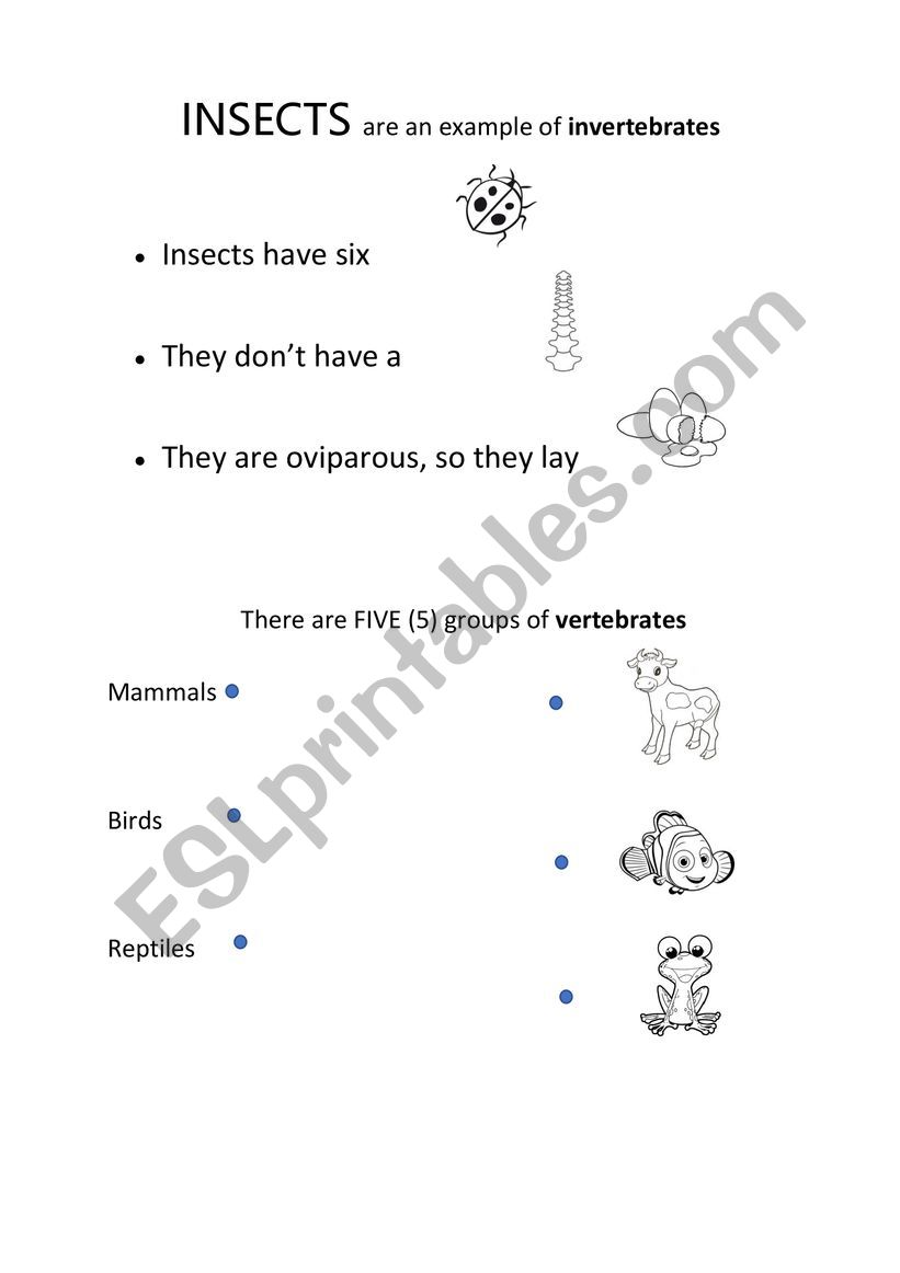 Vertebrates and invertebrates worksheet