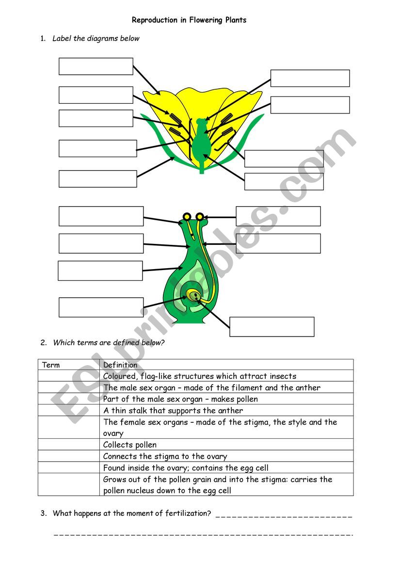 Plant fertilisation worksheet