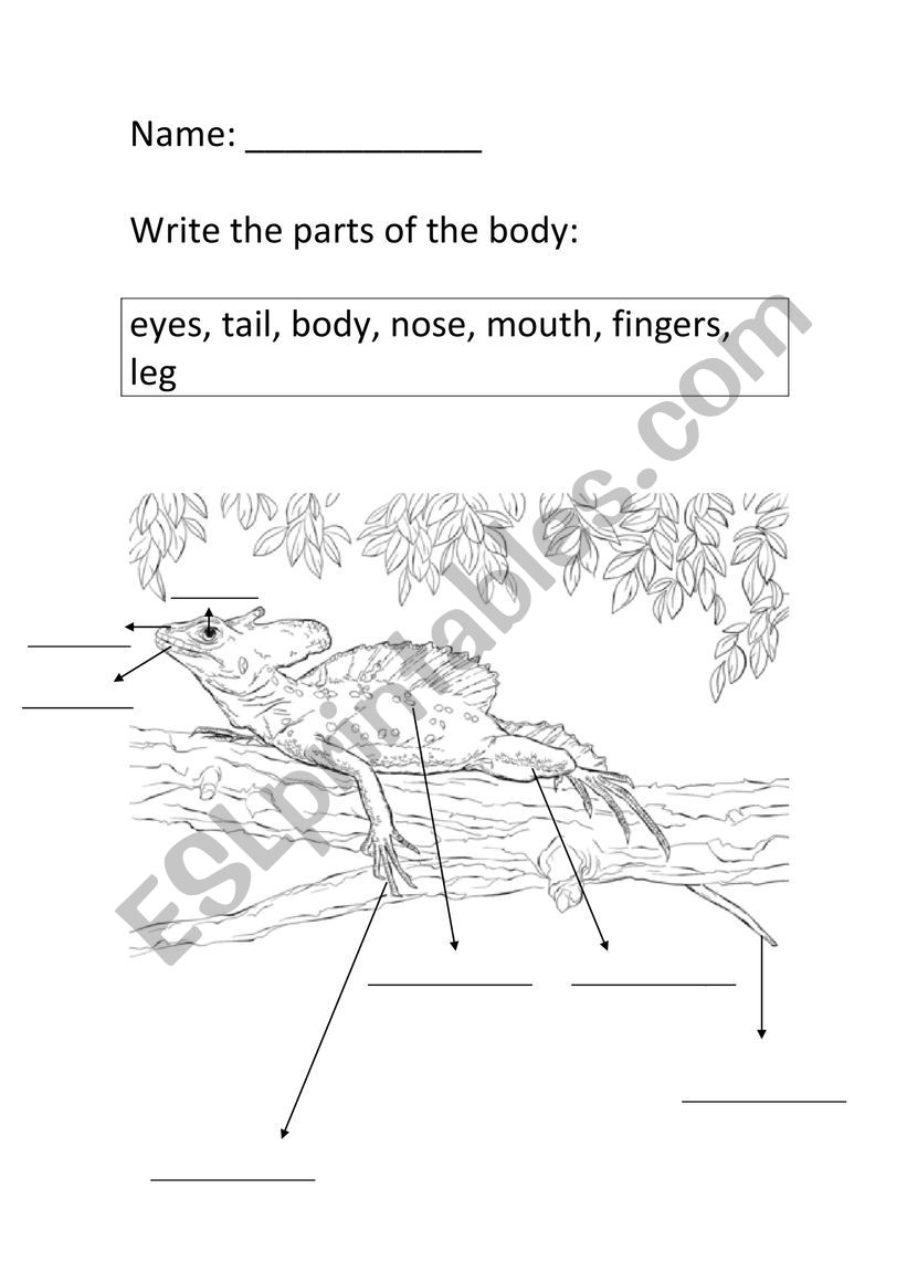 Basilisk parts of the body worksheet