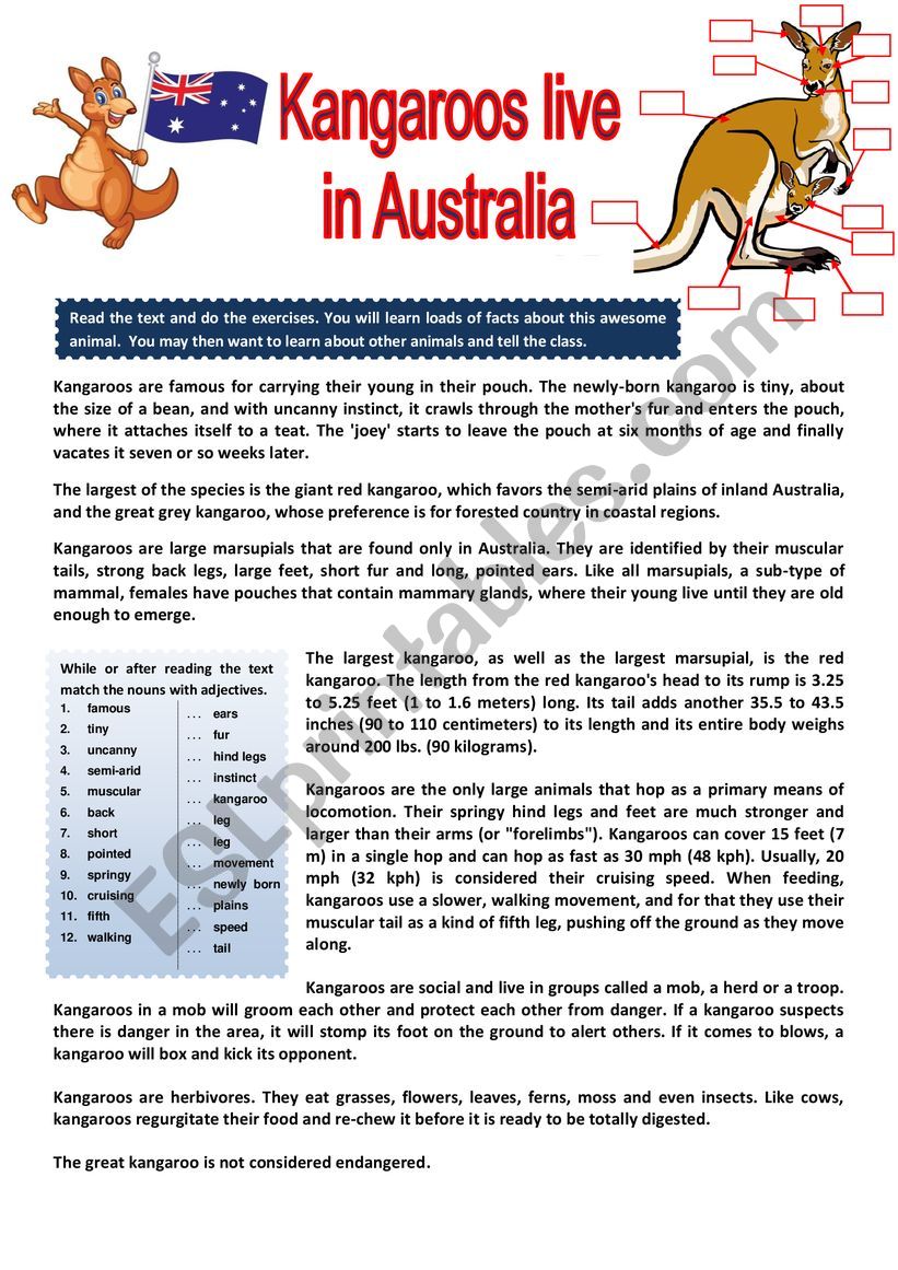 The kangaroo lives in Australia - Reading comprehension + questions + KEY
