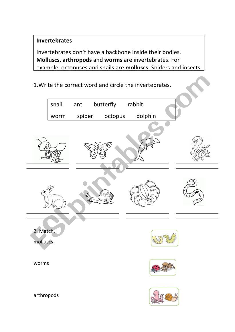 invertebrates worksheet