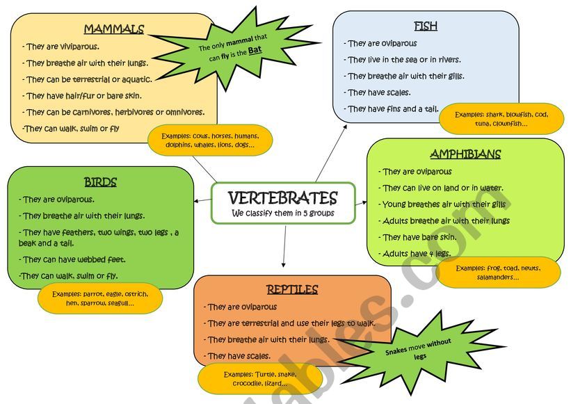 Vertebrates Mind Map worksheet