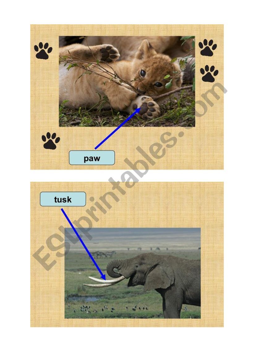 animals body parts worksheet