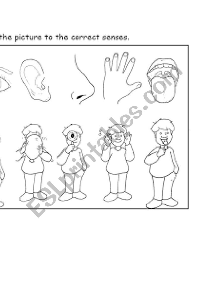 5 senses worksheet