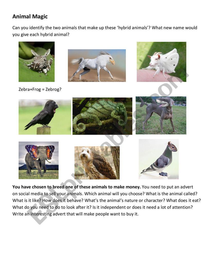 Animal Magic worksheet