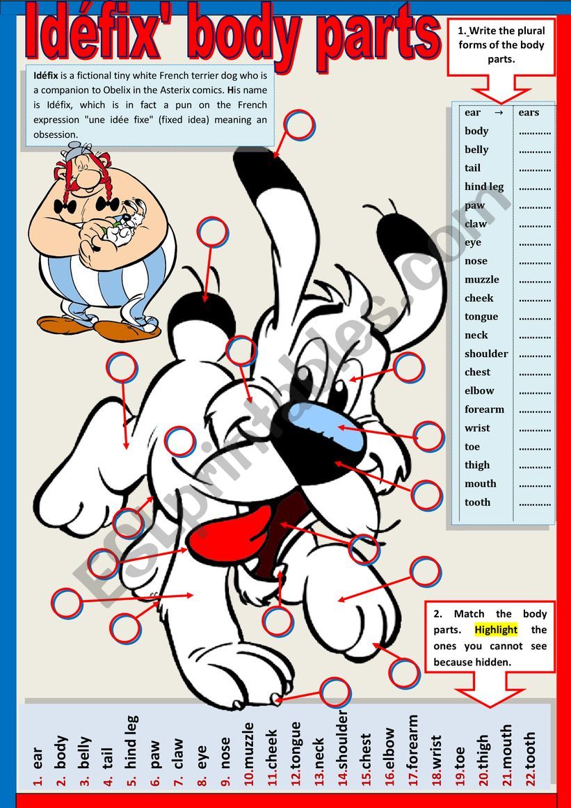 IdefixÃ¯Â¿Â½ Body Parts - Matching vocabulary - Plural 