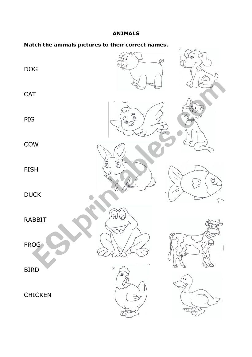 Animals worksheet