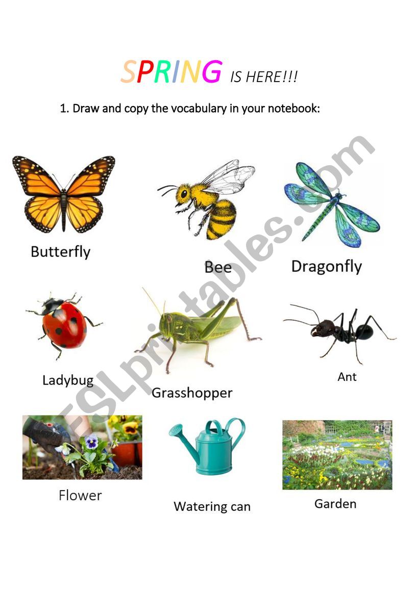 Spring is here!!! worksheet