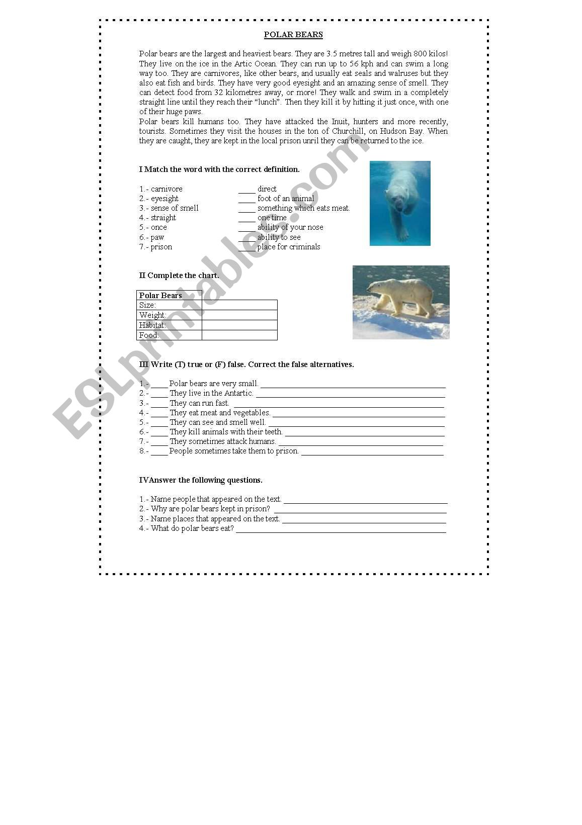 Polar Bears worksheet