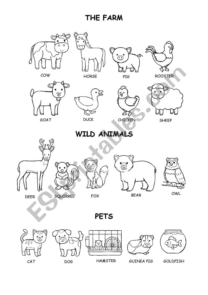 animals worksheet