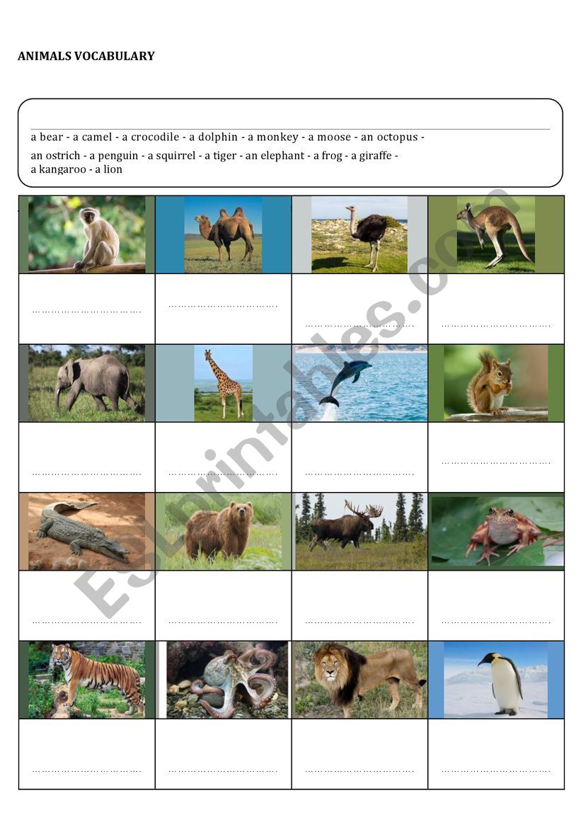 ANIMALS ROUTINE VOVCABULARY worksheet