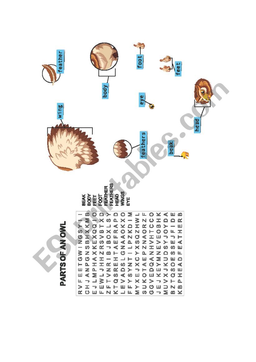 Parts of an owl worksheet