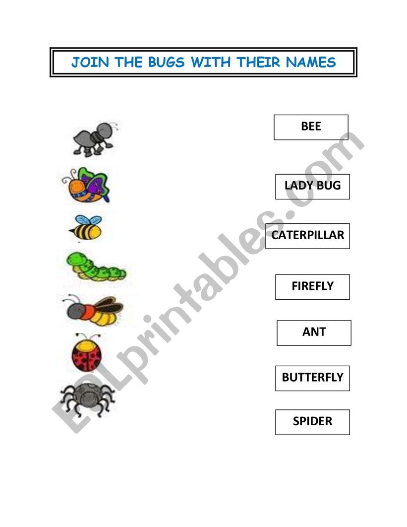 Bugs worksheet