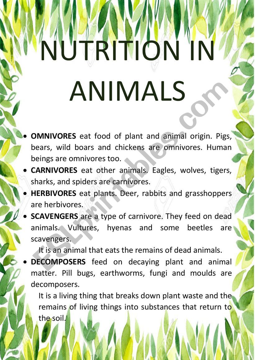 CARNIVORES... NUTRITION IN ANIMALS