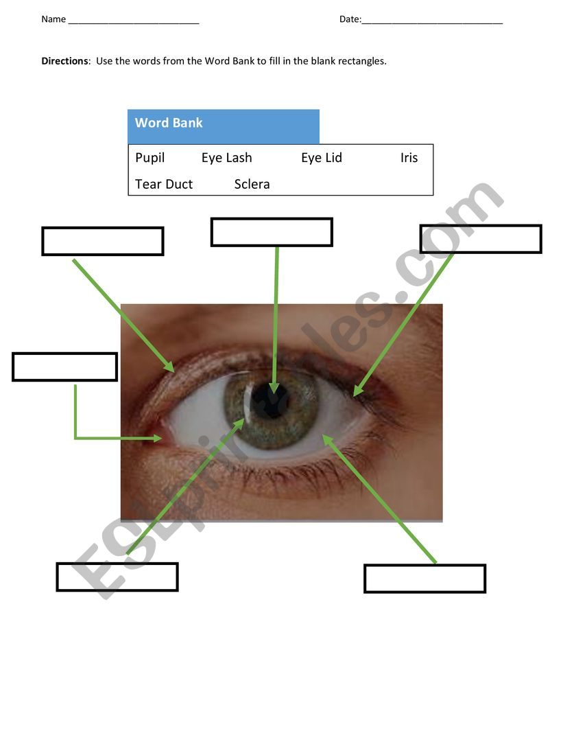 The Human Eye worksheet