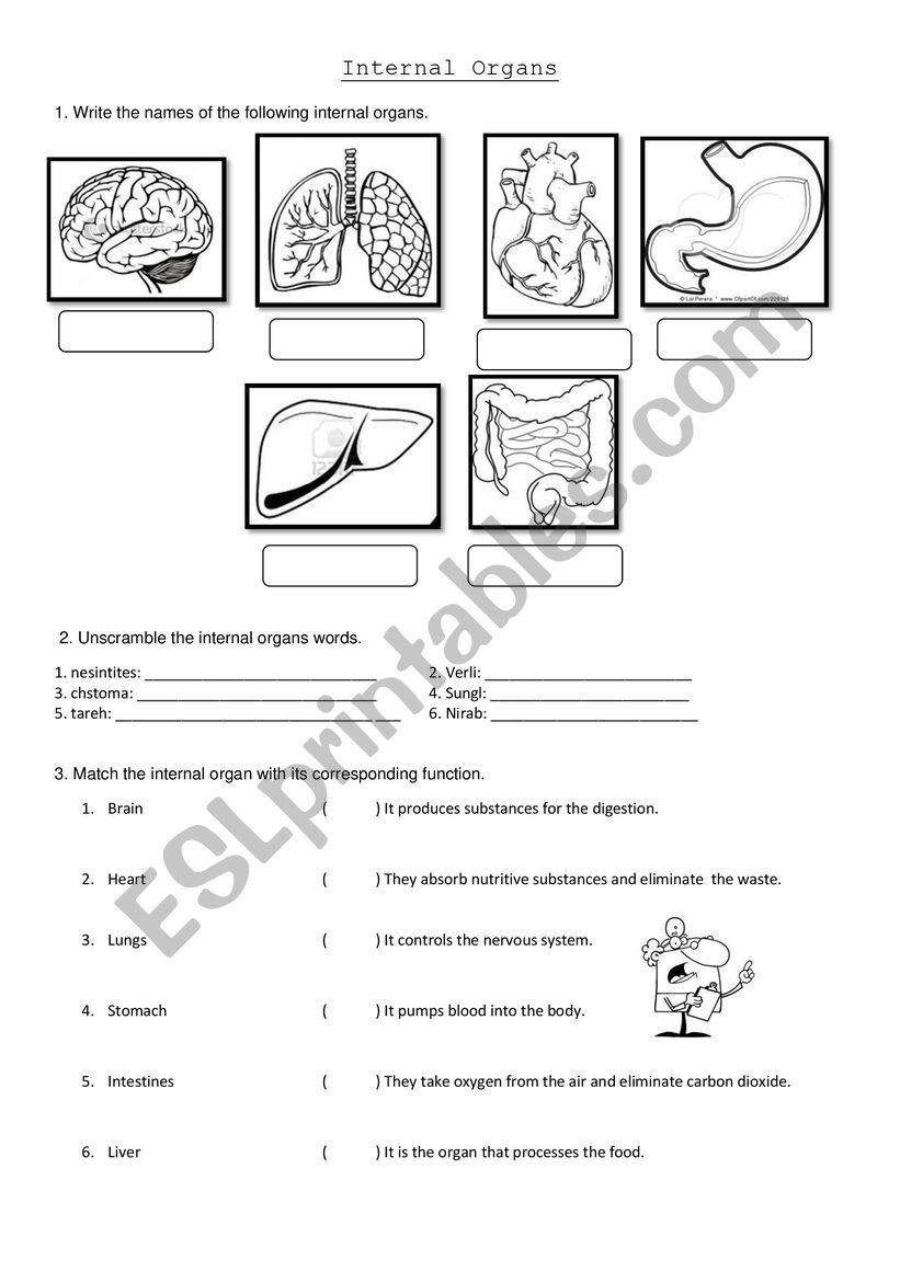 organ worksheet