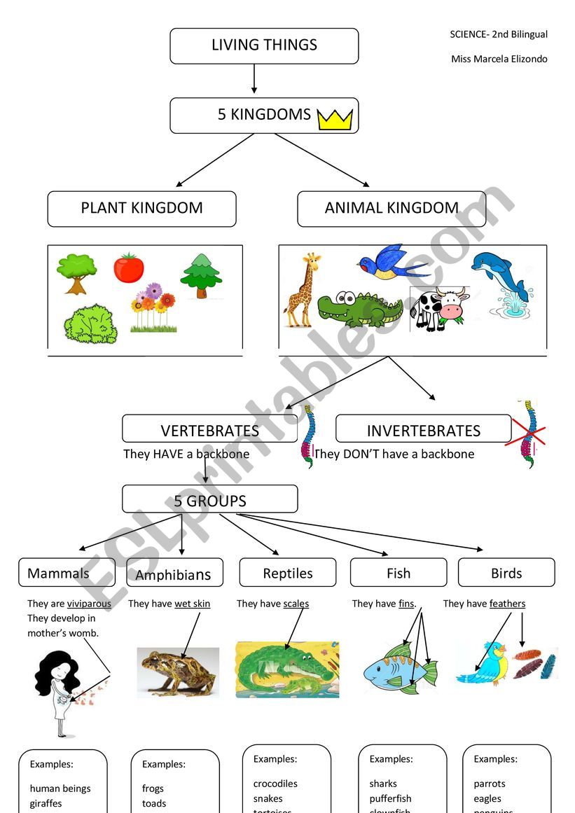 Science- Living things- Vertebrates