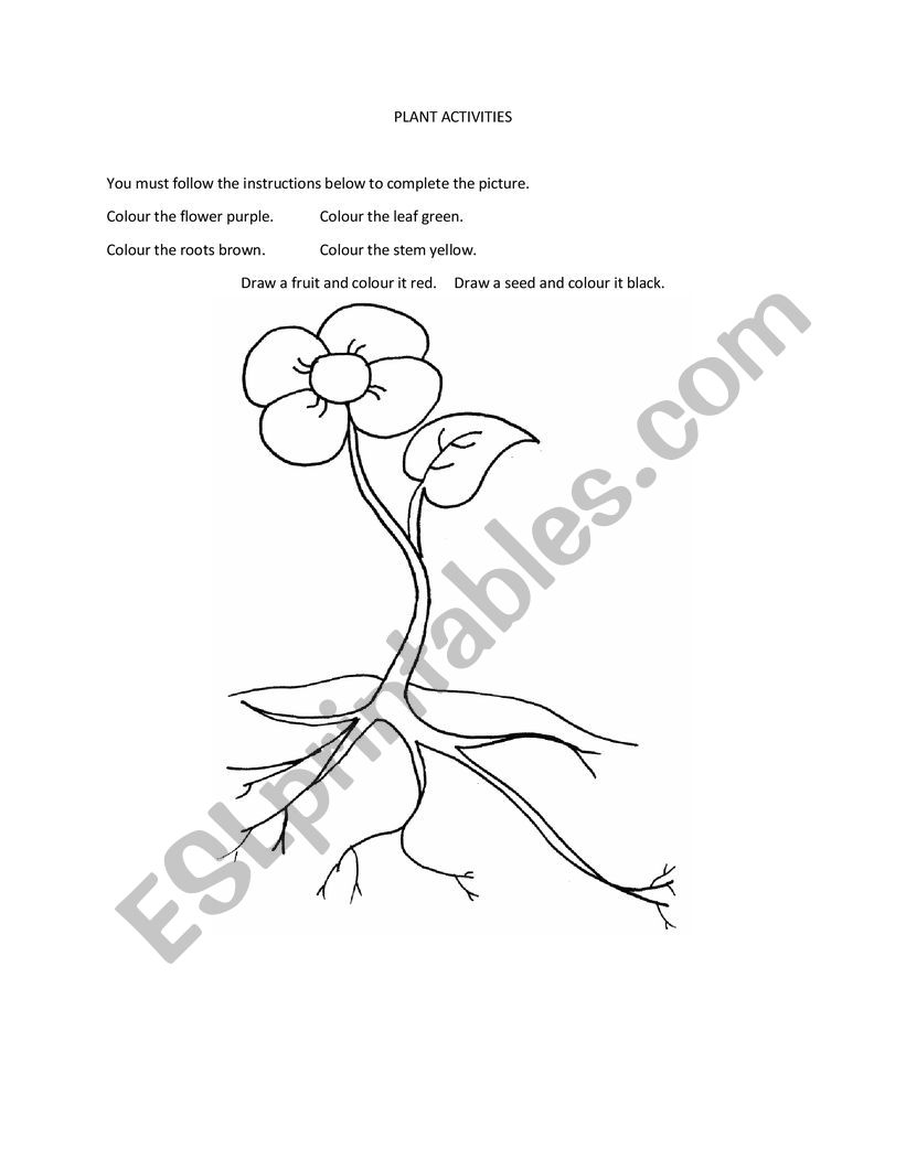 Plant Activities worksheet