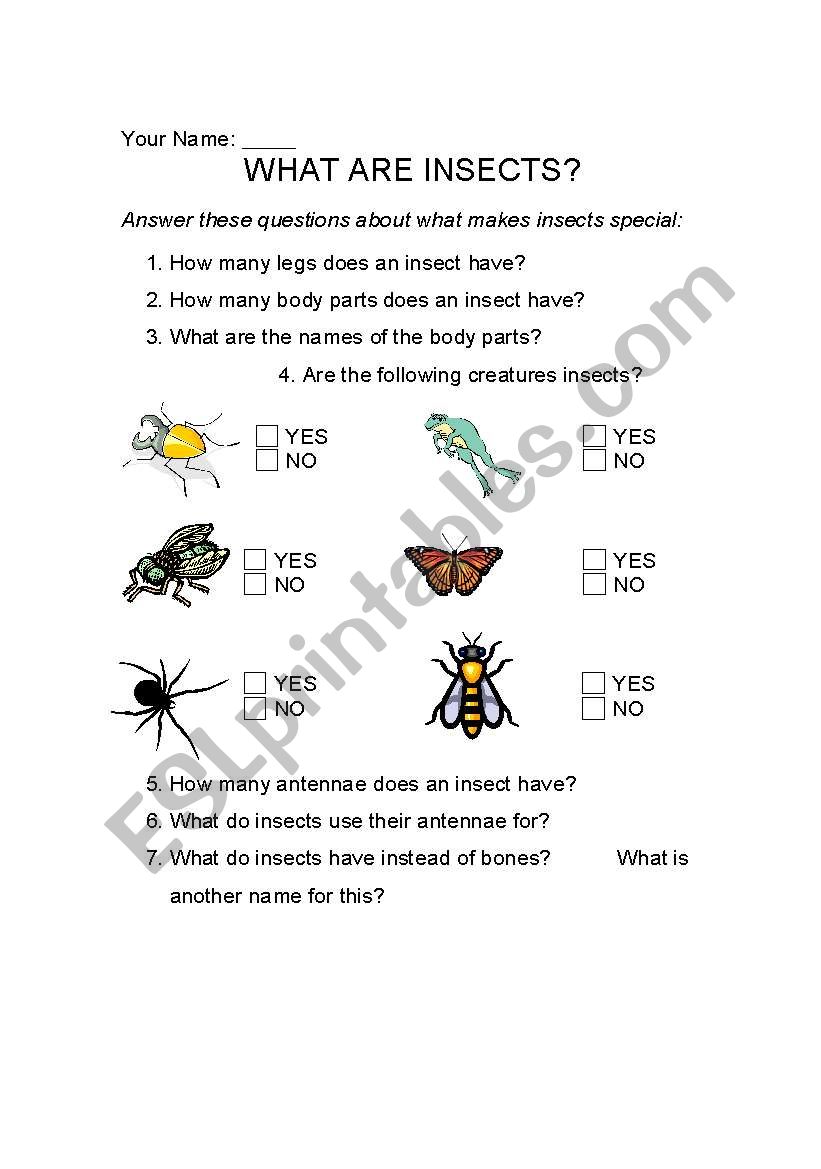 What Are Insects worksheet