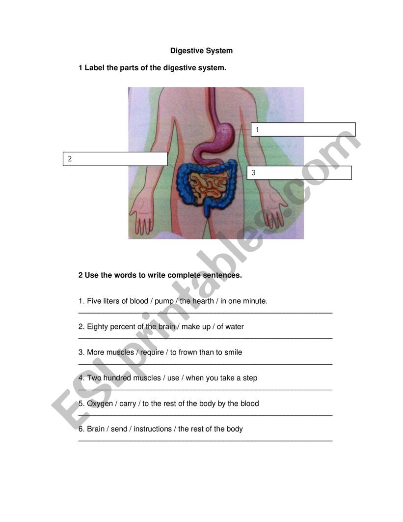 Digestive System worksheet