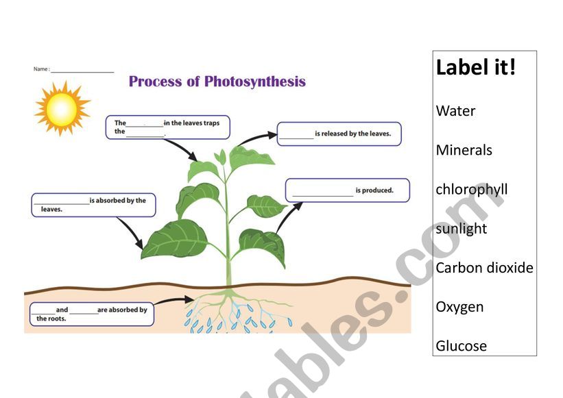 Photosynthesis worksheet