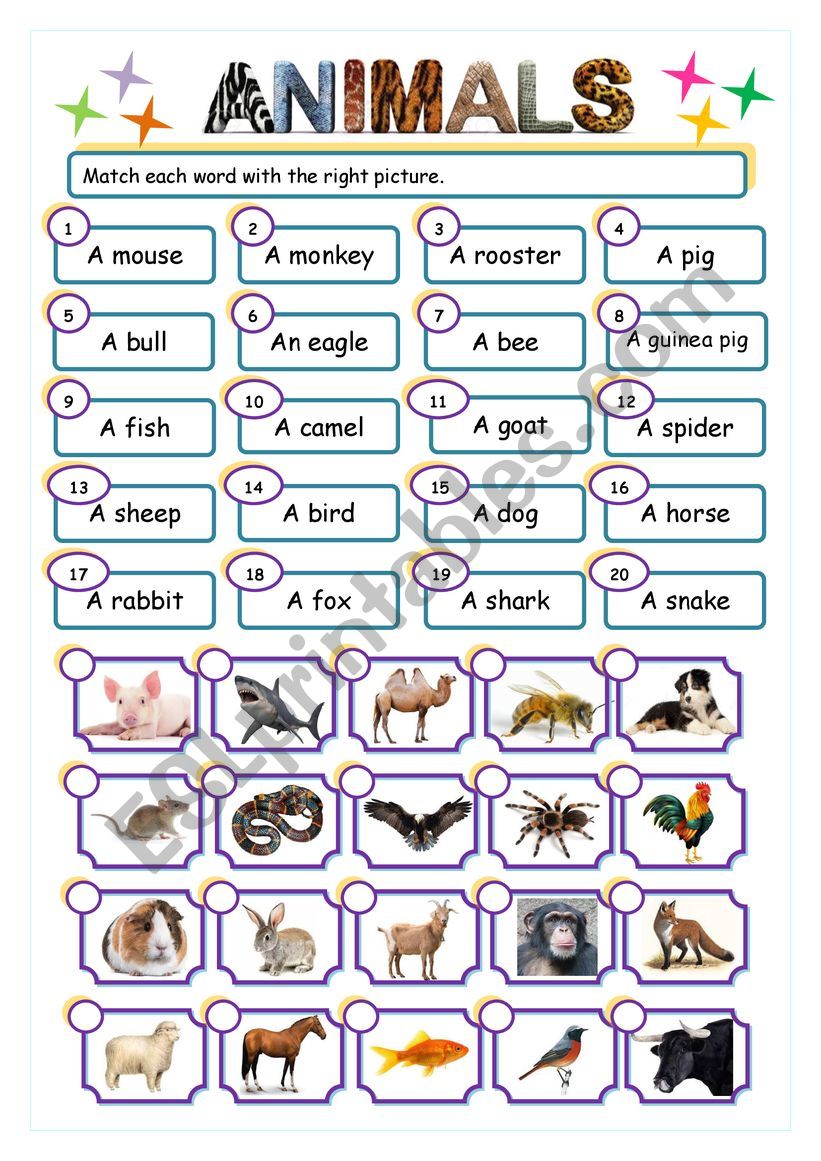 Animals match worksheet