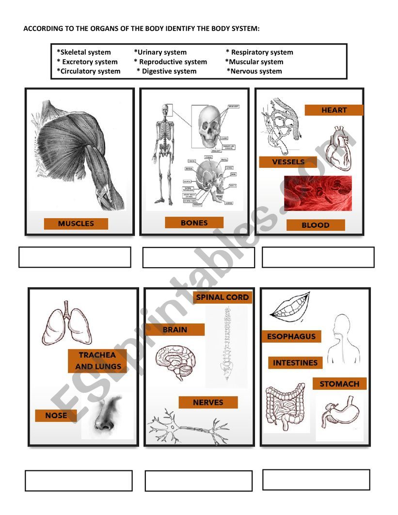 Body systems worksheet