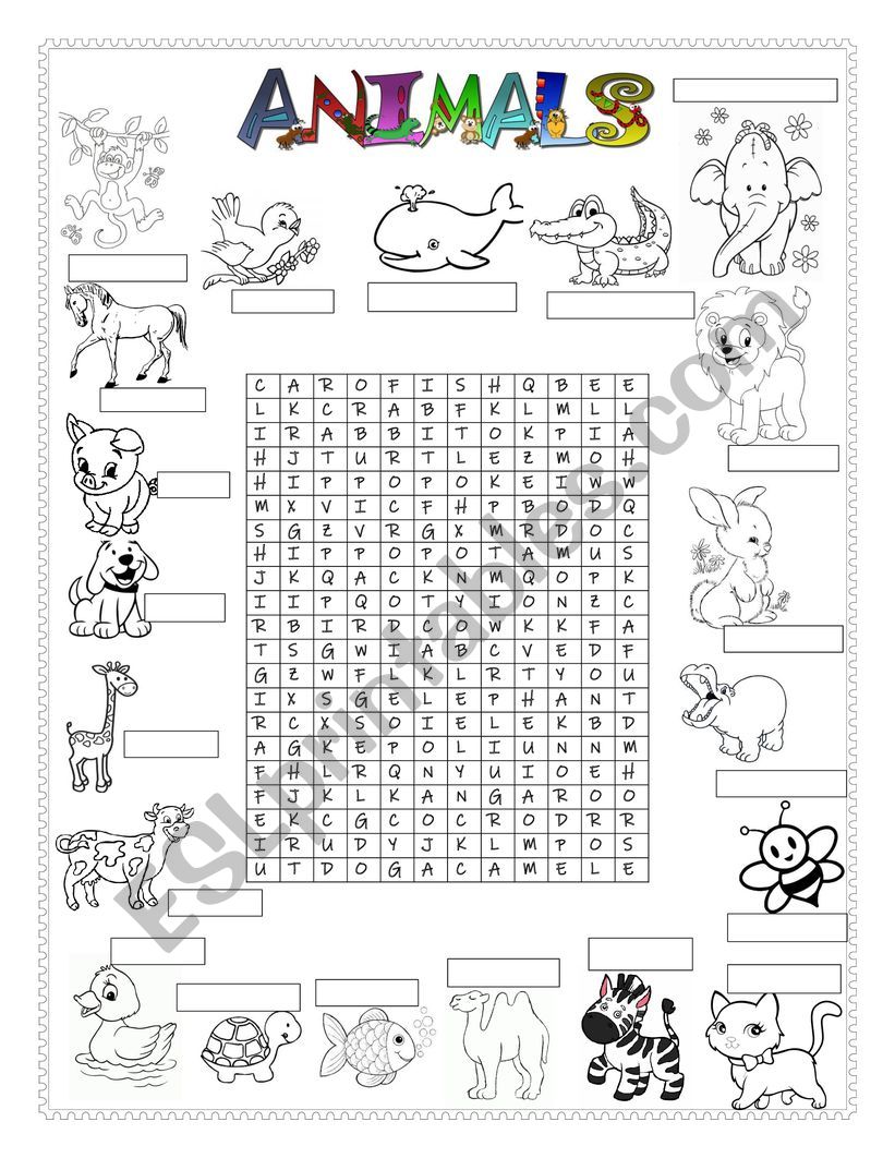 animals  worksheet