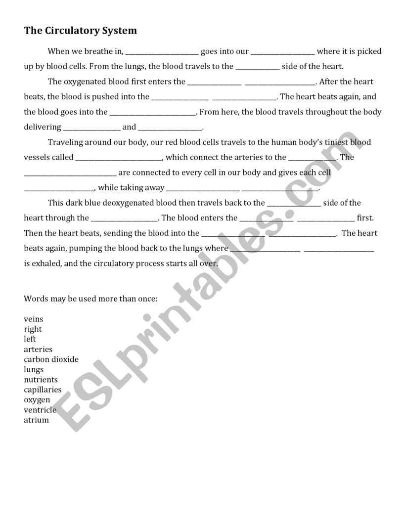 Circulatory System Worksheet worksheet