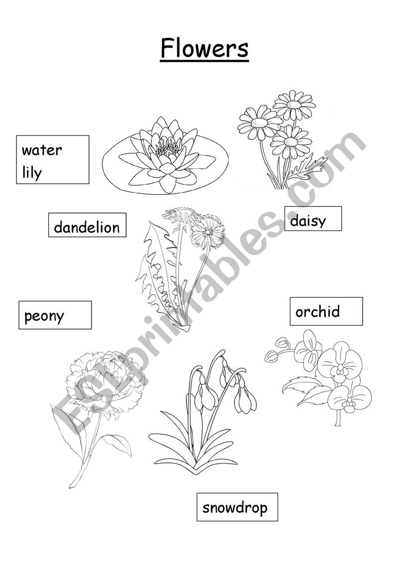 Flowers worksheet