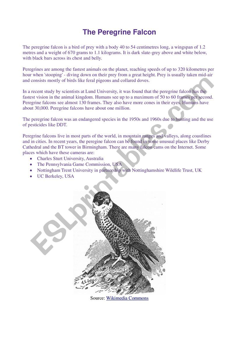 The Peregrine Falcon worksheet