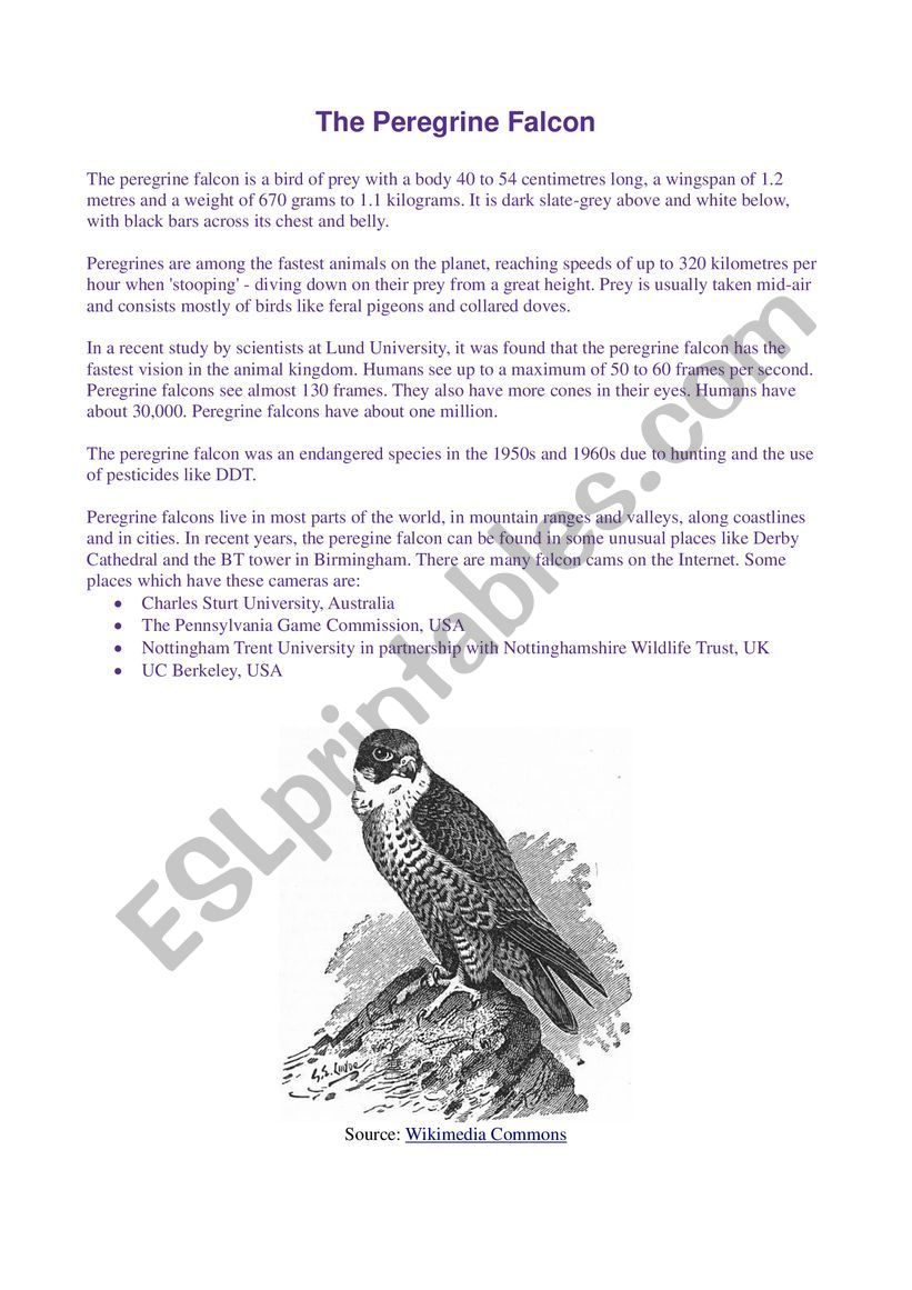 The Peregrine Falcon Esl Worksheet By Savilla