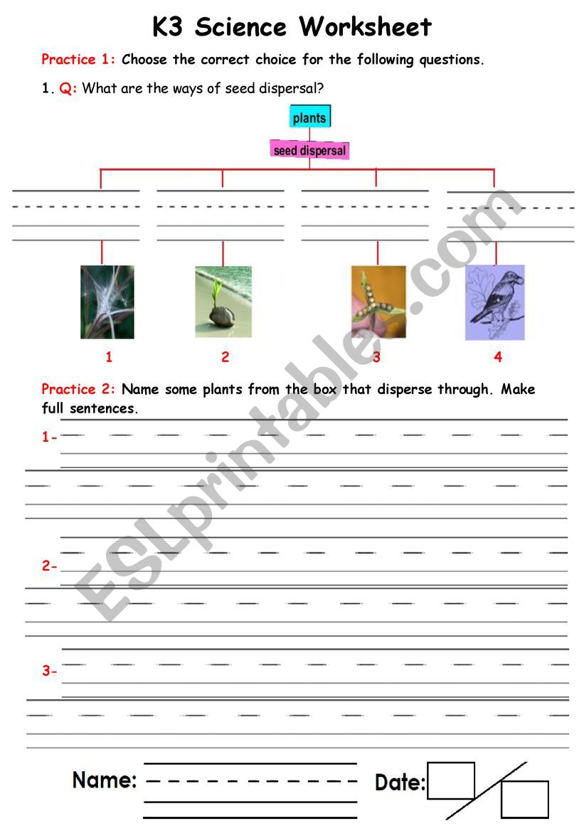 Plants worksheet