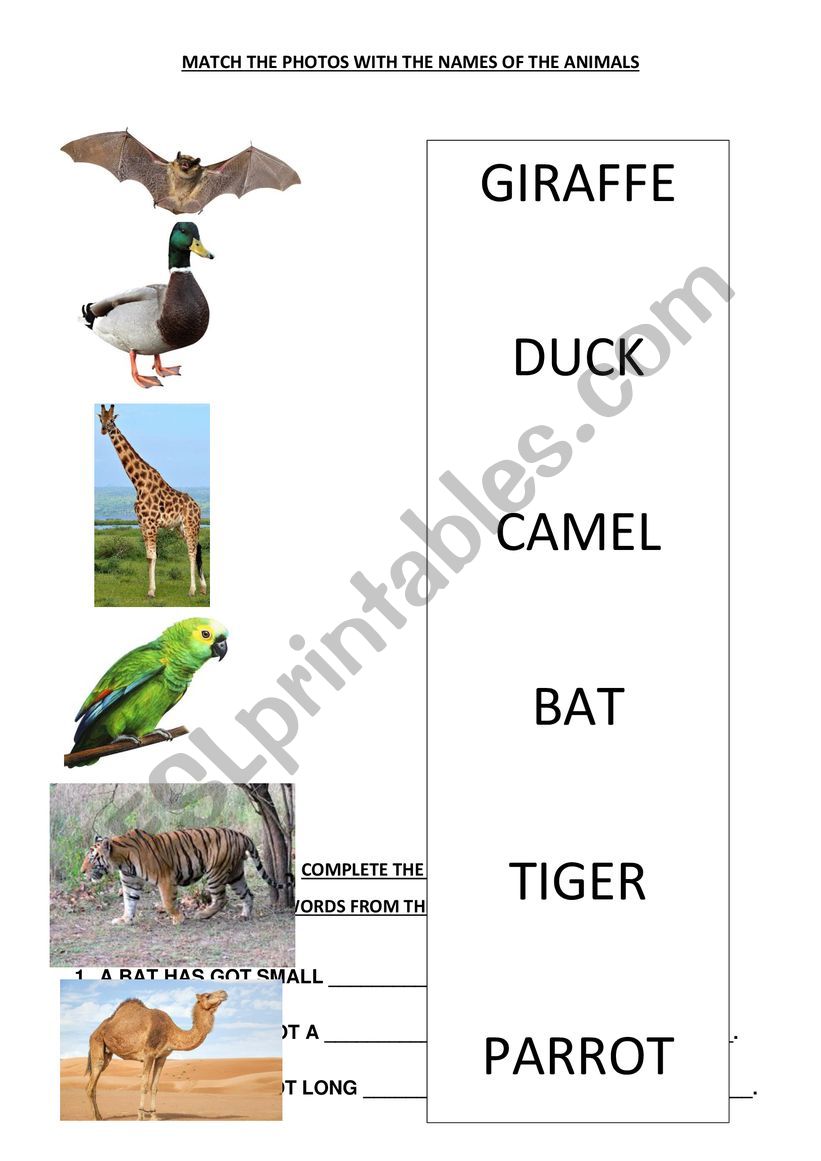 ANIMALS - MATCH AND COLLOCATE VERBS AND ANIMAL BODY PARTS