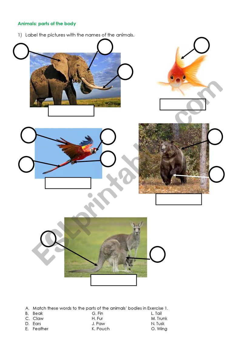 Vobabulary about animals worksheet