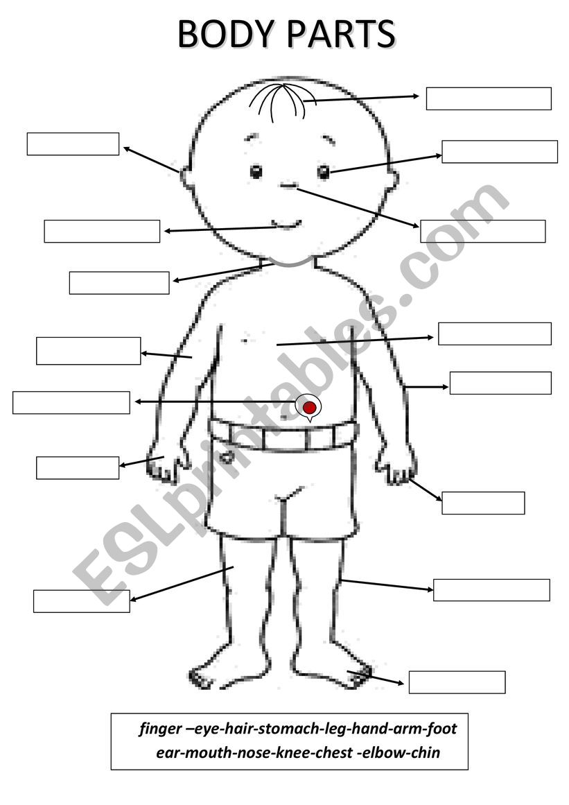 Body parts worksheet