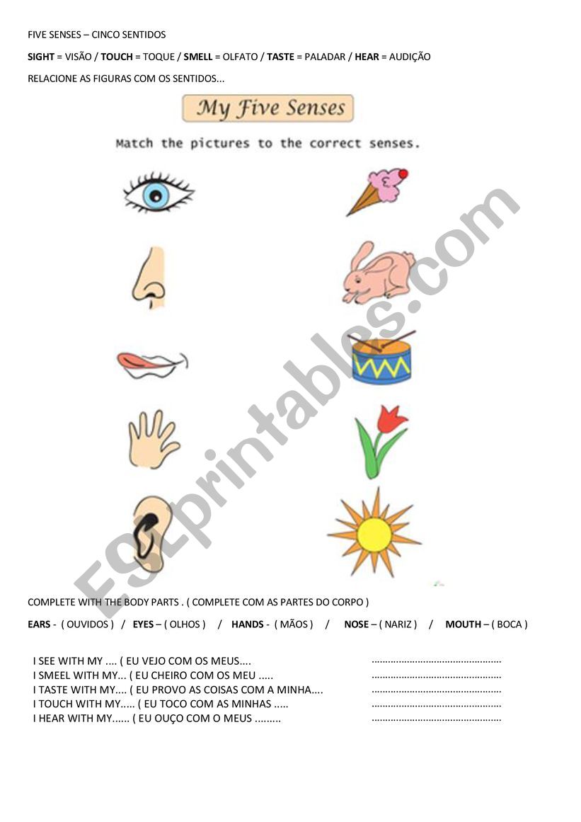 5 senses and body parts worksheet