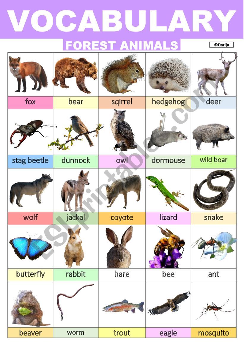 Forest Animals Vocabulary worksheet