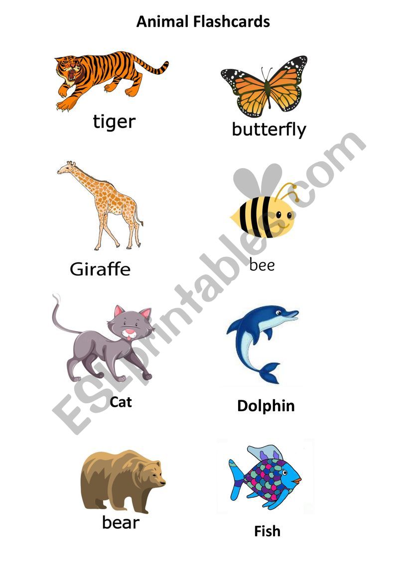 Animal Flashcards worksheet