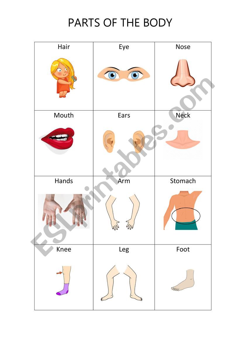 Parts of the body worksheet