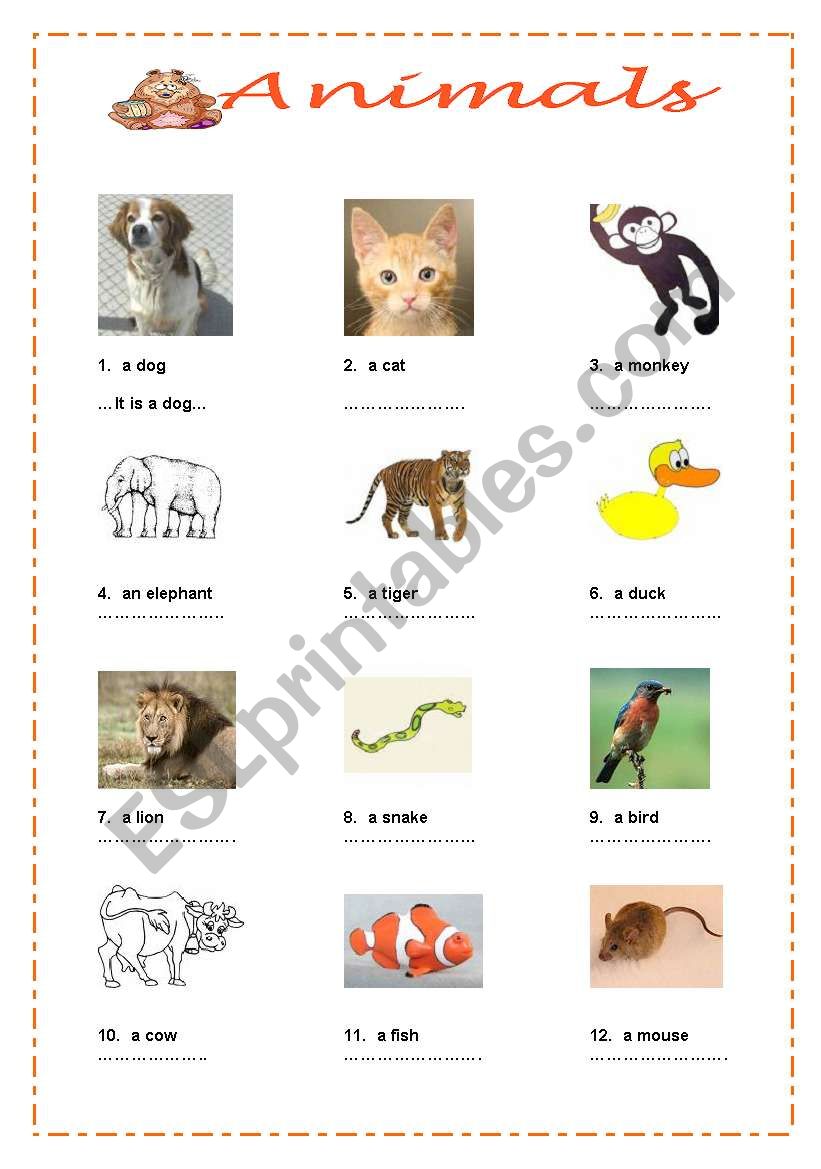 animals worksheet