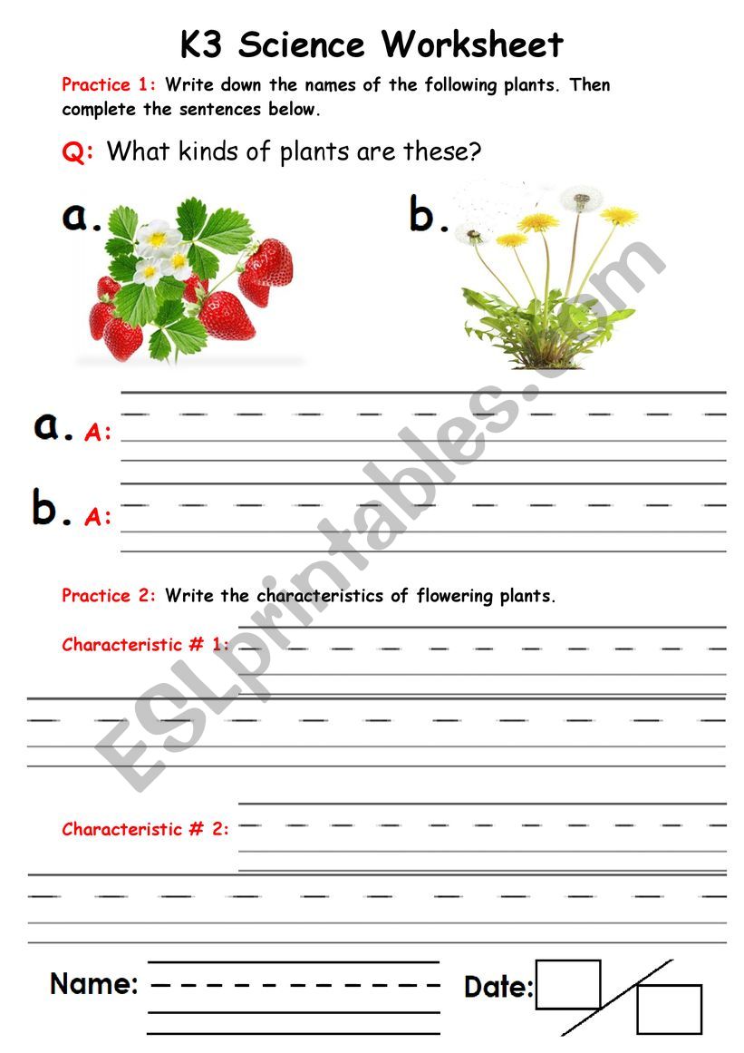 Plants worksheet