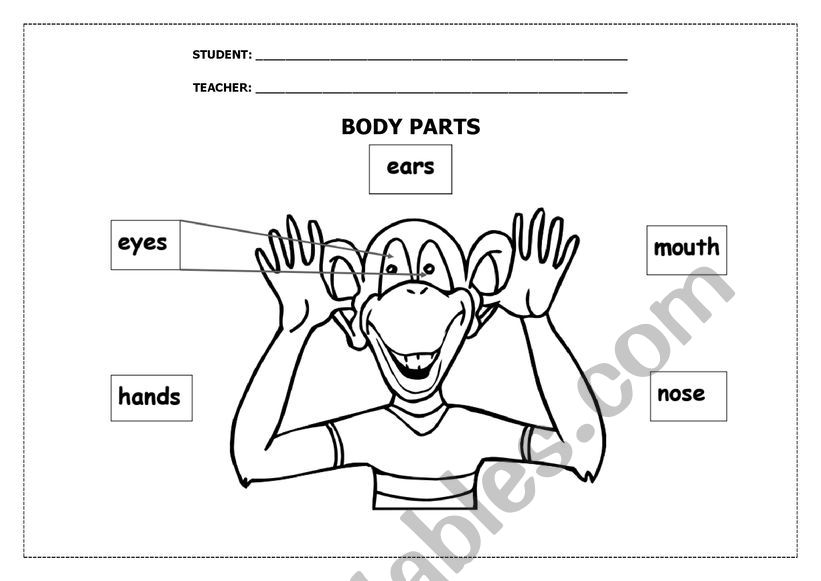 Face and Body Parts - 2 pages 